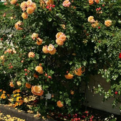 Саджанець плетистої троянди Алоха (Aloha)(закритий корінь) 634 фото