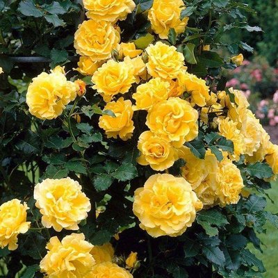 Саджанець троянди Ропару Golden Showers (Золоті дощі)(закритий корінь) 707 фото