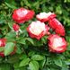 Саджанець троянди Тантау Nostalgie (Ностальгія)(закритий корінь) 762 фото 1