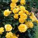 Саджанець троянди Ропару Golden Showers (Золоті дощі)(закритий корінь) 707 фото 1
