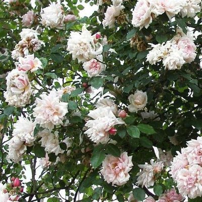 Саджанець плетистої троянди Альберик Барб'є (Alberic Barbier)(закритий корінь) 635 фото