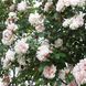 Саджанець плетистої троянди Альберик Барб'є (Alberic Barbier)(закритий корінь) 635 фото 1