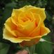 Саджанець троянди Тантау Papillon (Папілон)(закритий корінь) 763 фото 1