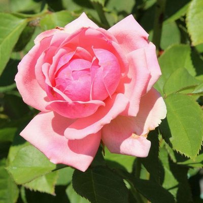 Саджанець троянди Тантау Pariser Charme (Паризький шарм)(закритий корінь) 764 фото