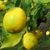 Саджанці лимону