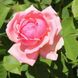 Саджанець троянди Тантау Pariser Charme (Паризький шарм)(закритий корінь) 764 фото 1