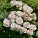 Саджанець троянди Ропару Gruaud Larose (Груо Лароуз)(закритий корінь) 709 фото 1