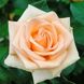 Саджанець троянди чайно-гібридної (садової) Осіана (Osiana)(закритий корінь) 535 фото 1