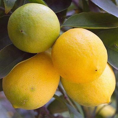Саджанець лимону "Новогрузинський" 1429 фото