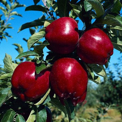 Саджанець яблуні "Ред Чіф" (зимовий сорт, пізній термін дозрівання) 1319 фото