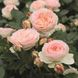 Саджанець троянди Тантау Pastella (Пастела)(закритий корінь) 765 фото 1