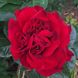 Саджанець троянди Ропару Heirloom Braveheart (Реліквія Хоробре Серце)(закритий корінь) 710 фото 1
