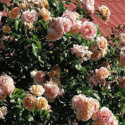 Саджанець плетистої троянди Амаретто (Amaretto)(закритий корінь) 638 фото