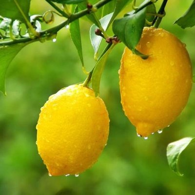 Саджанець лимону "Лунаріо" 1430 фото