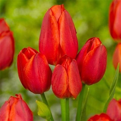 Саджанець тюльпану Red Bouquet 1034 фото