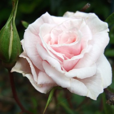 Саджанець троянди Ропару Irene of Denmark (Ірена Данська)(закритий корінь) 711 фото