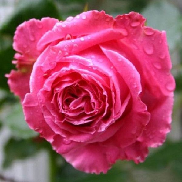 Саджанець троянди чайно-гібридної (садової) Парі Матч (Paris Match)(закритий корінь) 537 фото
