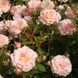 Саджанець троянди Тантау Peach Clementine (Персик Клементин)(закритий корінь) 766 фото 1