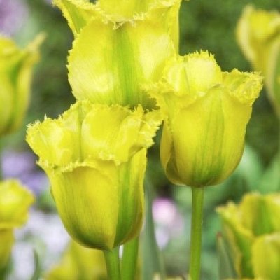 Саджанець тюльпану Green Jay 1035 фото