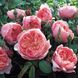 Саджанець англійської троянди Зе Алнвік (The Alnwick)(закритий корінь) 589 фото 1