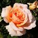 Саджанець троянди Ропару Just Joey (Просто Джої)(закритий корінь) 712 фото 1