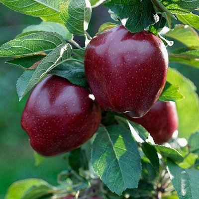 Саджанець яблуні "Роял Ред Делішес" (зимовий сорт, пізній термін дозрівання) 1322 фото