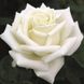 Саджанець троянди Тантау Polarstern (Полярстерн)(закритий корінь) 768 фото 1