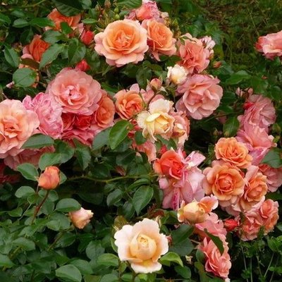 Саджанець плетистої троянди Апрікола (Aprikola)(закритий корінь) 641 фото