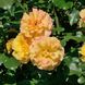 Саджанець троянди Тантау Sahara (Сахара)(закритий корінь) 769 фото 1