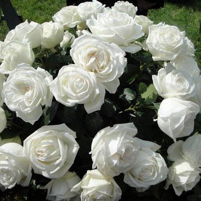 Саджанець англійської троянди Ломоносов (Pierre Arditi)(закритий корінь) 606 фото