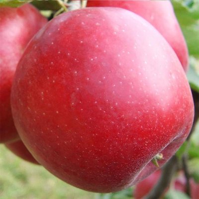 Саджанець яблуні "Евеліна" (зимовий сорт, пізній термін дозрівання) 941 фото