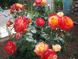 Саджанець троянди Поульсен Bradford (Бредфорд)(закритий корінь) 784 фото 1