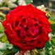 Саджанець троянди Тантау Santana (Сантана)(закритий корінь) 770 фото 1