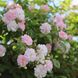 Саджанець троянди Ропару Paul's Hymalayan Musk (Гімалайський мускус Павла)(закритий корінь) 715 фото 1