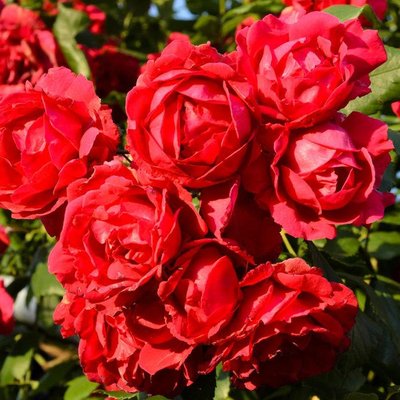 Саджанець троянди Ропару Paul's Scarlet Climber (Пол Скарлет)(закритий корінь) 716 фото