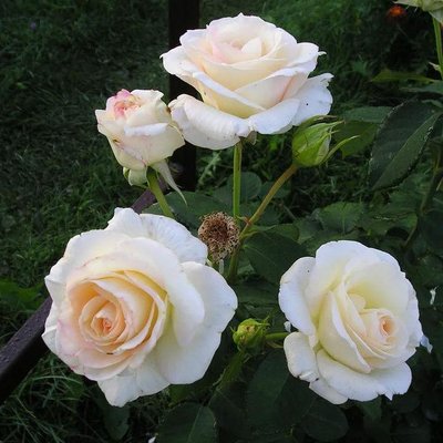 Саджанець троянди Тантау Schneewalzer (Шнєвальцер)(закритий корінь) 771 фото