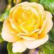 Саджанець троянди Декоплант Лавина (Arthur Bell)(закритий корінь) 821 фото 1