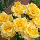 Саджанець плетистої троянди Бероліна (Berolina)(закритий корінь) 643 фото 1