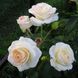 Саджанець троянди Тантау Schneewalzer (Шнєвальцер)(закритий корінь) 771 фото 1
