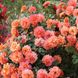 Саджанець плетистої троянди Шоне Фом Зєє (Schöne vom See)(закритий корінь) 693 фото 1