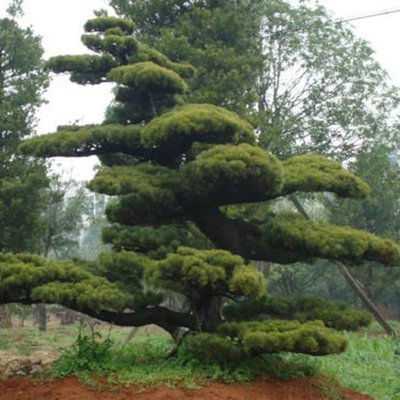 Саджанець сосни червона китайська "Pinus Tabuliformis" 1455 фото