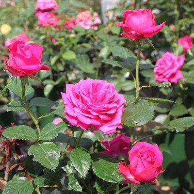 Саджанець троянди Тантау Senteur Royale (Сеньюар Рояль)(закритий корінь) 772 фото