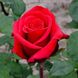Саджанець троянди Декоплант Червоний Берлін (Red Berlin)(закритий корінь) 822 фото 1