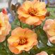Саджанець троянди Ропару Persian Sun (Персидське сонце)(закритий корінь) 717 фото 1