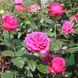 Саджанець троянди Тантау Senteur Royale (Сеньюар Рояль)(закритий корінь) 772 фото 1