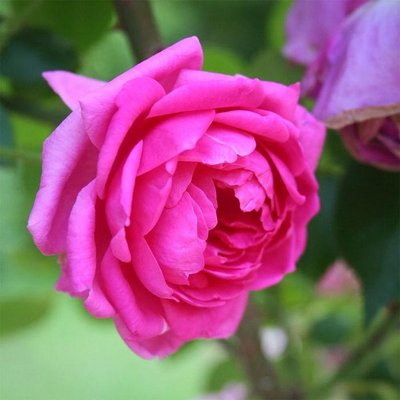 Саджанець троянди Ропару Pink Cloud (Рожева хмара)(закритий корінь) 718 фото