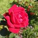 Саджанець троянди Тантау Sophia Loren (Софі Лорен)(закритий корінь) 773 фото 1