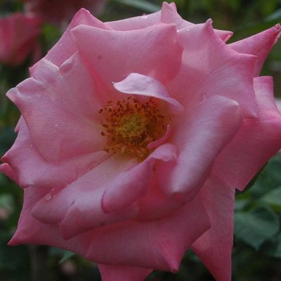 Саджанець троянди Ропару Pink Ocean (Рожевий океан)(закритий корінь) 719 фото