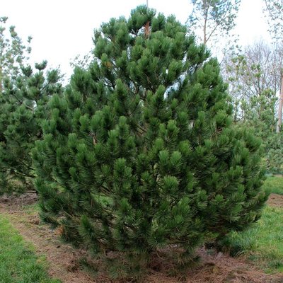 Саджанець сосни "Гельдрейха" (Pinus Leucodermis) 1457 фото