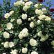 Саджанець плетистої троянди Шнеевітхен (Schneewittchen)(закритий корінь) 696 фото 1